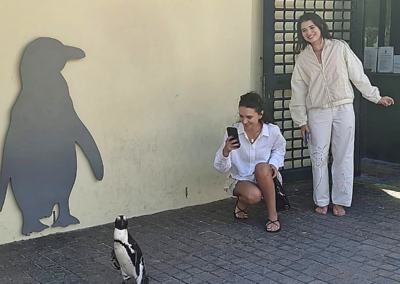 Tourists taking photos of a penguin at Boulders Beach visitor centre